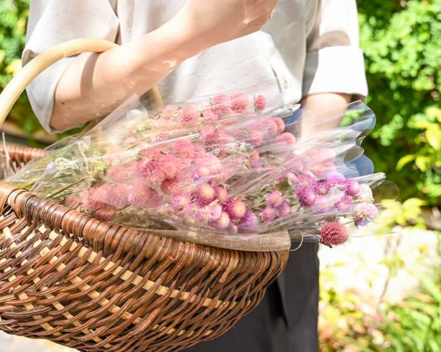 千日紅（センニチコウ）ドライフラワー_Calon DRY FLOWER銀座本店
