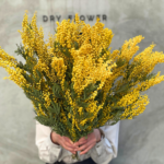 ミモザのドライフラワー2026