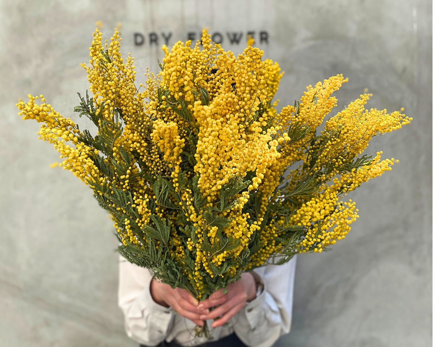 ミモザのドライフラワー2026