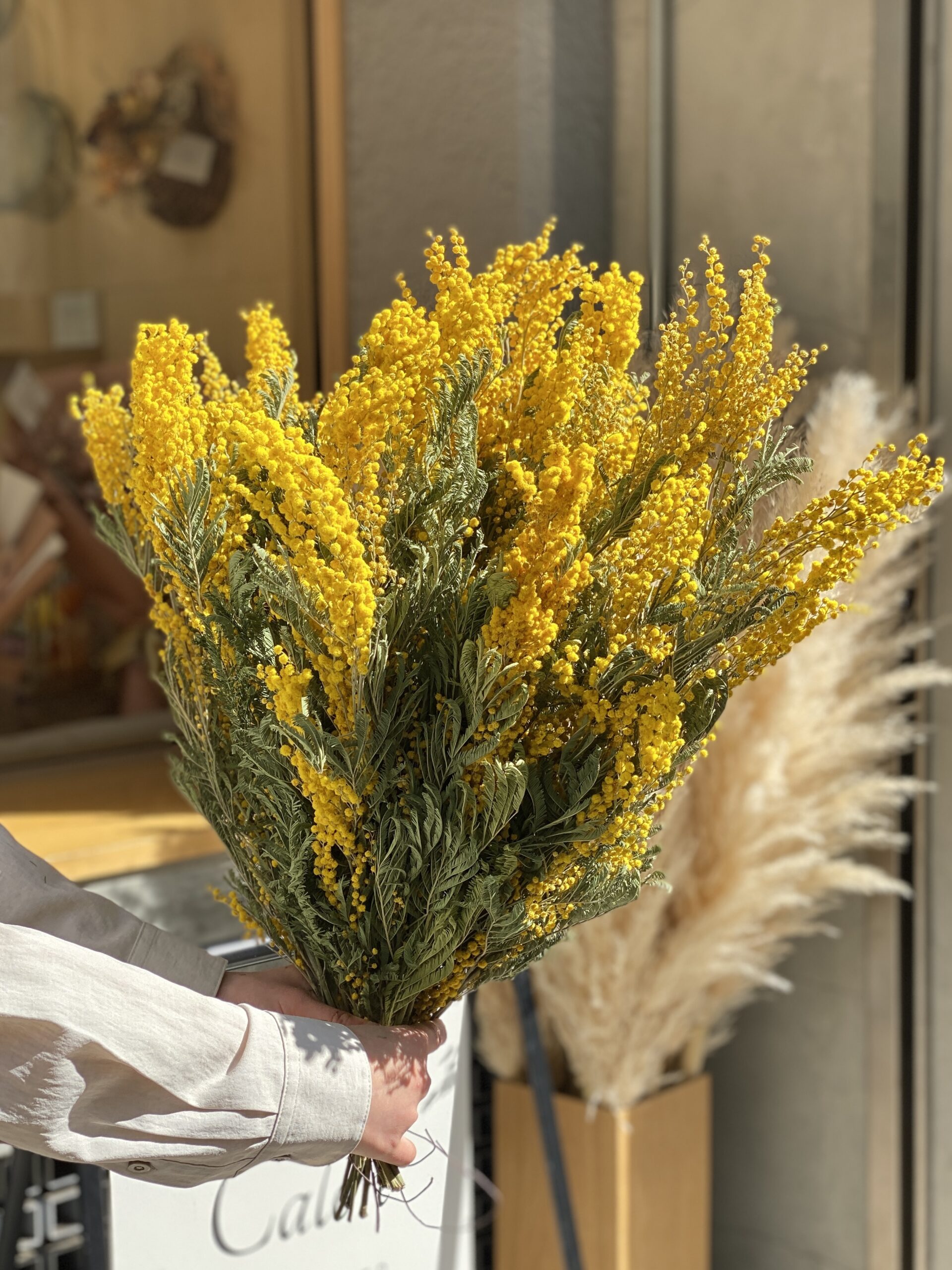 ミモザのドライフラワー2026