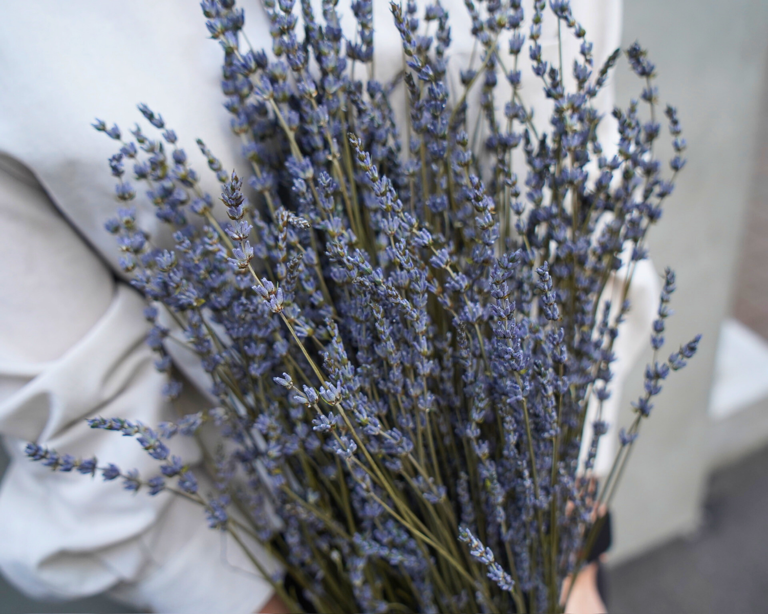 ラベンダーのドライフラワー-Calon DRY FLOWER
