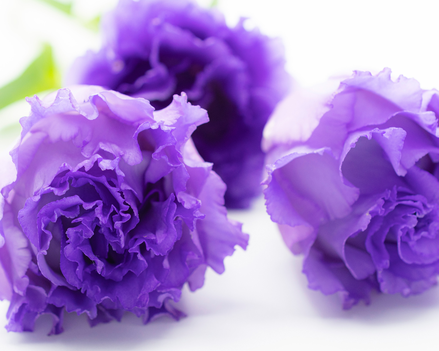 トルコキキョウの生花