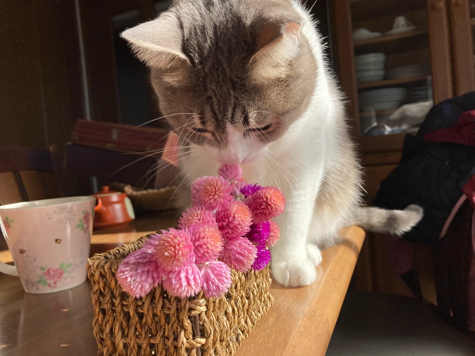 猫とドライフラワー
