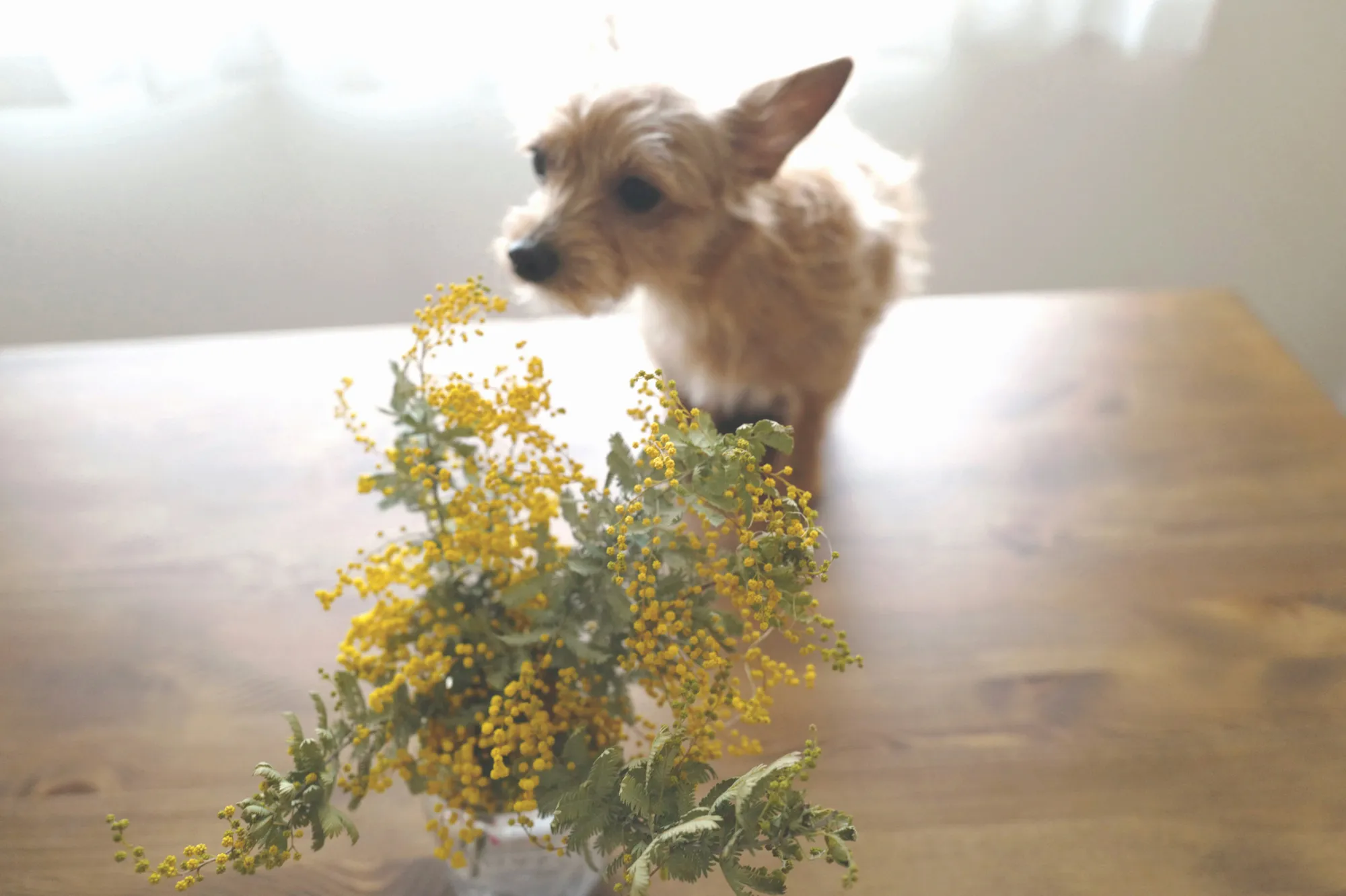 犬とドライフラワー